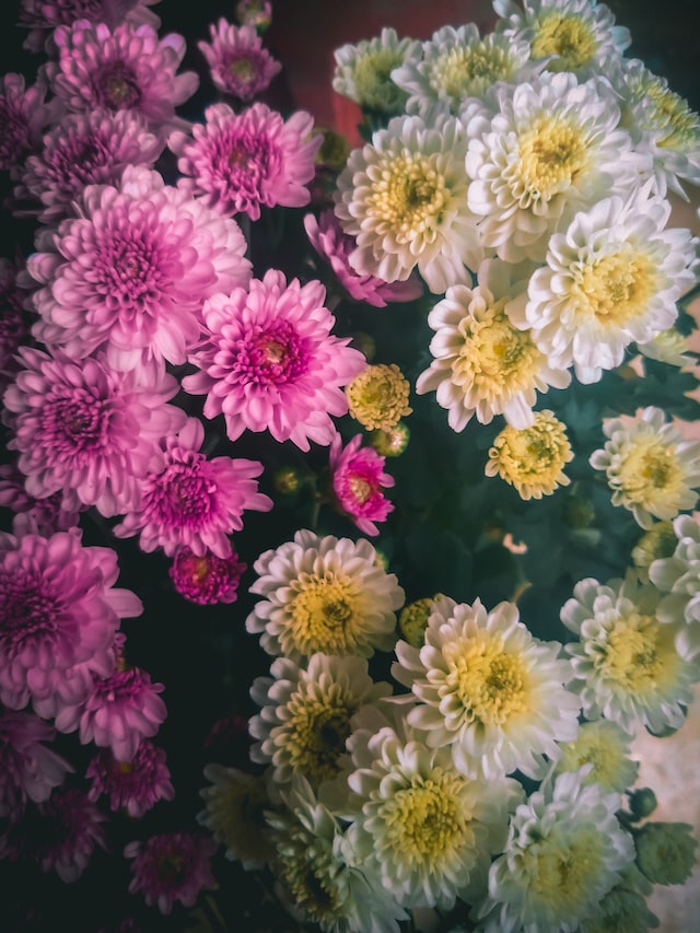 ukrasno-jesenje-cveće-2022